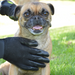 Pair of Pet Grooming Gloves - FREE SHIP DEALS