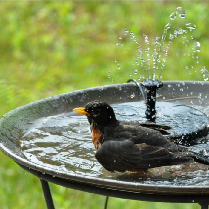 Solar Powered Fountain Pump