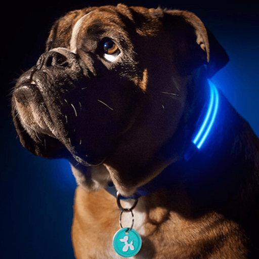 LED Dog Collar - Assorted Colors and Sizes - FREE SHIP DEALS