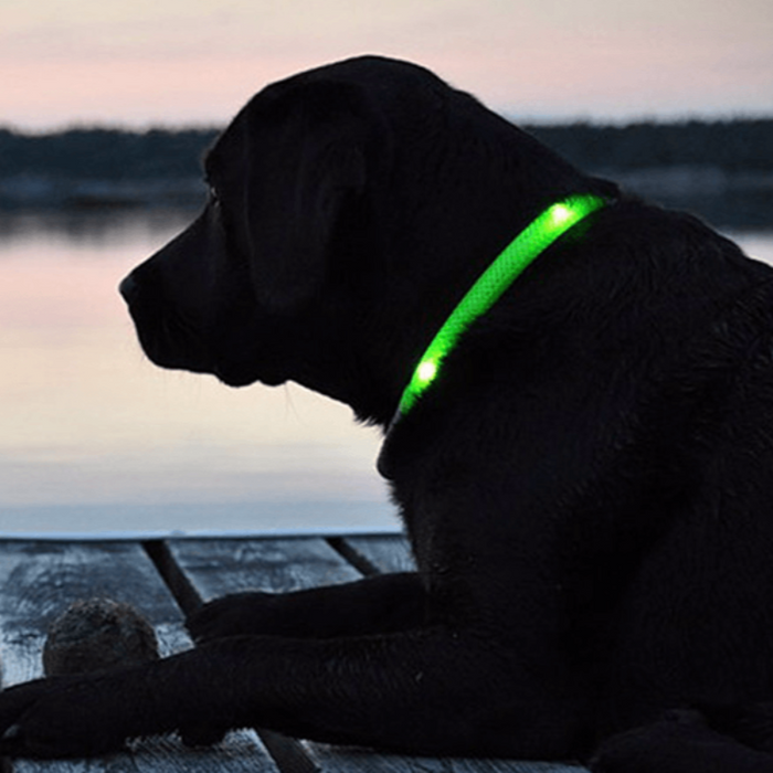 LED Dog Collar - Assorted Colors and Sizes - FREE SHIP DEALS